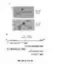 Fig. 07 - A2M FRAGMENTS AND APPLICATIONS THEREOF