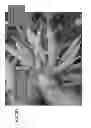 Fig. 07 - GENOMICALLY MULTIPLIED RAPESEED PLANTS, COMPOSITIONS DERIVED THEREFROM AND USES OF SAME