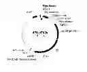 Fig. 01 - Drought tolerant plants and related constructs and methods involving genes encoding DTP6 polypeptides