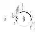 Fig. 02 - Drought tolerant plants and related constructs and methods involving genes encoding DTP6 polypeptides