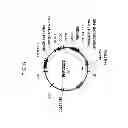 Fig. 09 - Drought tolerant plants and related constructs and methods involving genes encoding DTP6 polypeptides