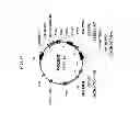 Fig. 10 - Drought tolerant plants and related constructs and methods involving genes encoding DTP6 polypeptides