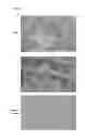 Fig. 04 - Transgenic plants with improved growth and nitrogen use efficiency