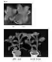 Fig. 14 - Transgenic plants with improved growth and nitrogen use efficiency