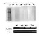 Fig. 15 - Transgenic plants with improved growth and nitrogen use efficiency