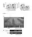 Fig. 20 - Transgenic plants with improved growth and nitrogen use efficiency