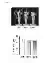 Fig. 28 - Transgenic plants with improved growth and nitrogen use efficiency
