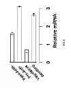 Fig. 02 - CROP PLANTS WITH IMPROVED WATER USE EFFICIENCY AND GRAIN YIELD AND METHODS OF MAKING THEM