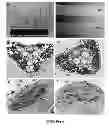 Fig. 15 - CROP PLANTS WITH IMPROVED WATER USE EFFICIENCY AND GRAIN YIELD AND METHODS OF MAKING THEM