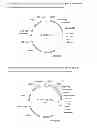Fig. 06 - Plants with Increased Yield