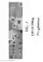 Fig. 05 - Compositions and methods comprising sequences having meganuclease activity