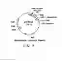 Fig. 06 - Compositions and methods comprising sequences having meganuclease activity