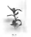 Fig. 02 - TRANSFORMATION SYSTEM IN CAMELINA SATIVA
