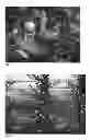 Fig. 02 - Apple tree named 'Gala Perathoner'