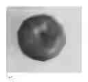 Fig. 06 - Apple tree named 'Gala Perathoner'