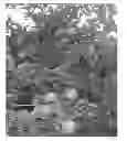 Fig. 01 - Apple Tree named 'Stark Gugger'
