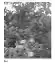 Fig. 02 - Apple Tree named 'Stark Gugger'