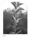 Fig. 06 - Apple Tree named 'Stark Gugger'
