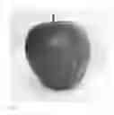 Fig. 08 - Apple Tree named 'Stark Gugger'