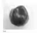 Fig. 09 - Apple Tree named 'Stark Gugger'