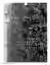 Fig. 02 - Mint plant 