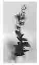 Fig. 01 - Dendrobium orchid plant 'SPCDW1005'