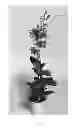 Fig. 02 - Dendrobium orchid plant 'SPCDW1005'