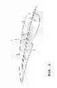 Fig. 02 - Feather cutter and feather imping pin