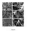 Fig. 22 - NANOWIRE COMPOSITE FOR THERMOELECTRICS