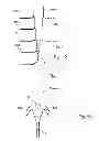 Fig. 09 - Feeding system having pumps in parallel for a continuous digester