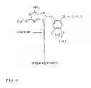 Fig. 06 - Small-molecule HSP90 inhibitors