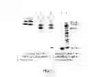 Fig. 02 - Pharmaceutical compositions of conjugates formed from polymer derivatives having particular atom arrangements
