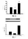 Fig. 09 - Compositions and Methods Comprising BMP-7