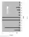 Fig. 09 - STABLE FORMULATIONS OF ANTIBODIES TO TSLP