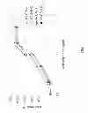 Fig. 02 - Antigen binding molecules that bind EGFR, vectors encoding same, and uses thereof