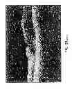 Fig. 255 - Use of omega fatty acids for treating disease