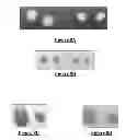 Fig. 07 - Protein complex comprising MCM8 and MCM9 proteins and their use