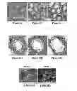 Fig. 08 - Protein complex comprising MCM8 and MCM9 proteins and their use
