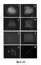 Fig. 10 - Protein complex comprising MCM8 and MCM9 proteins and their use
