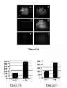 Fig. 12 - Protein complex comprising MCM8 and MCM9 proteins and their use