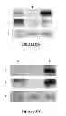 Fig. 17 - Protein complex comprising MCM8 and MCM9 proteins and their use
