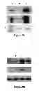 Fig. 18 - Protein complex comprising MCM8 and MCM9 proteins and their use
