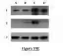 Fig. 19 - Protein complex comprising MCM8 and MCM9 proteins and their use