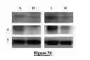 Fig. 20 - Protein complex comprising MCM8 and MCM9 proteins and their use