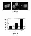 Fig. 23 - Protein complex comprising MCM8 and MCM9 proteins and their use