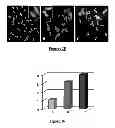 Fig. 24 - Protein complex comprising MCM8 and MCM9 proteins and their use