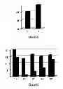 Fig. 26 - Protein complex comprising MCM8 and MCM9 proteins and their use