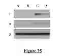 Fig. 31 - Protein complex comprising MCM8 and MCM9 proteins and their use
