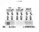 Fig. 08 - Methods of Treating Herpesvirus Infections