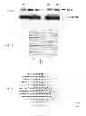 Fig. 08 - PNMT AS A NOVEL MARKER FOR PROGENITOR CELLS
